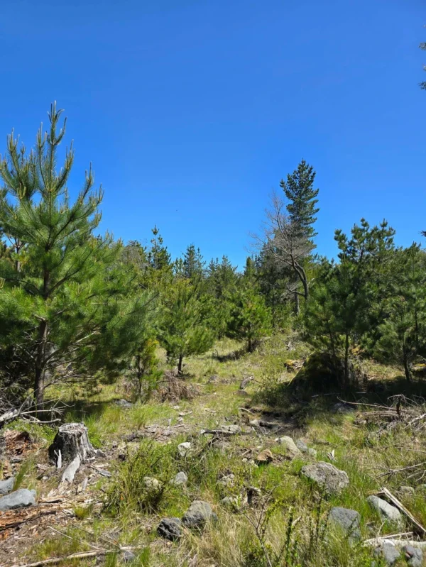 parcelas a minutos del lago calafquén $30.000.000