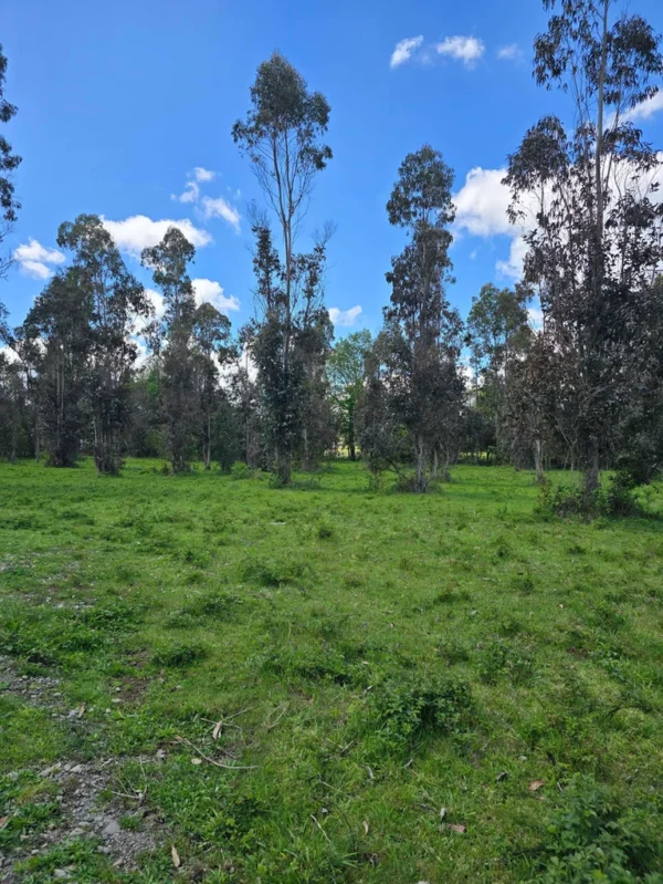 fundo ancahual villarrica loncoche