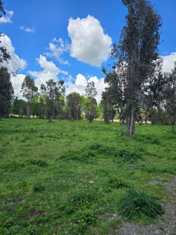 fundo ancahual villarrica loncoche