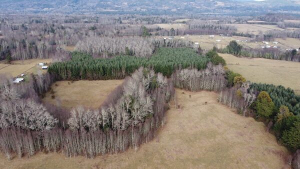 raíces de relún a 15 km de villarrica