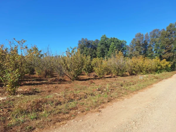 parcela en condominio los avellanos a 15 min de villarrica vendida