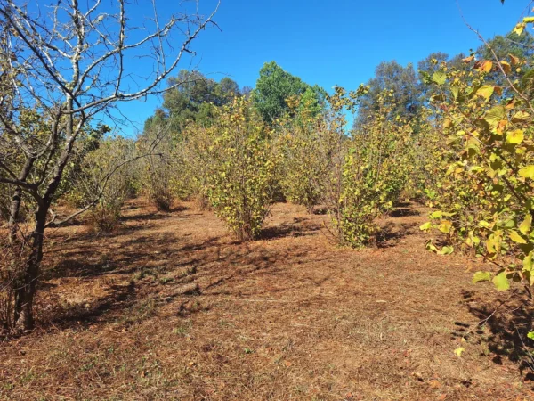 parcela en condominio los avellanos a 15 min de villarrica vendida