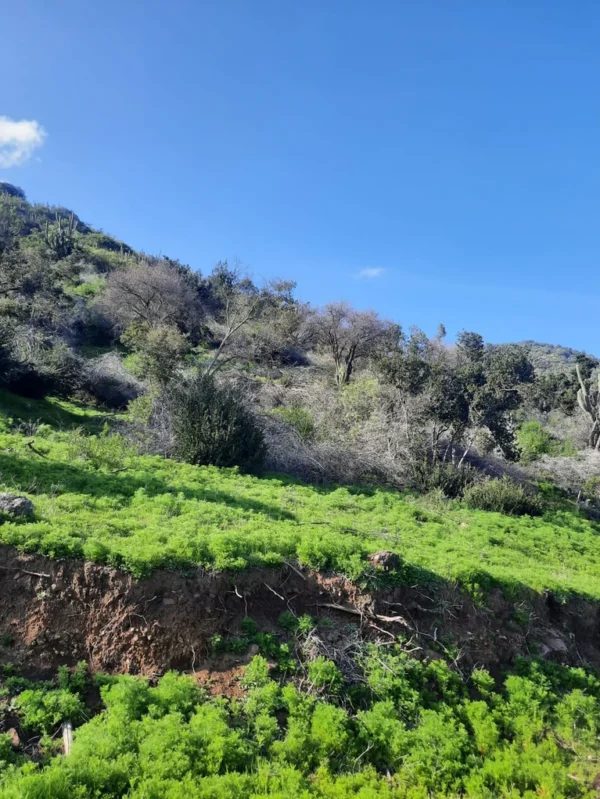 los molinos puerto octay (copia)