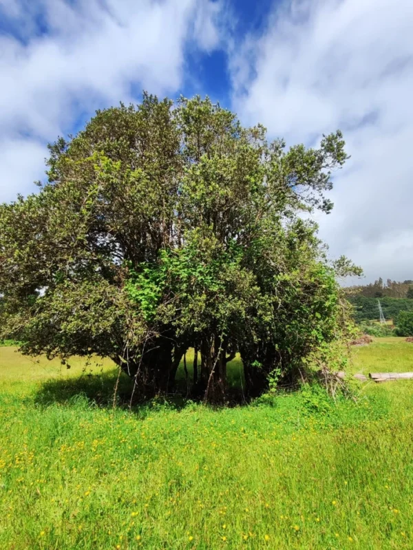 aires de paillaco $23.990.000