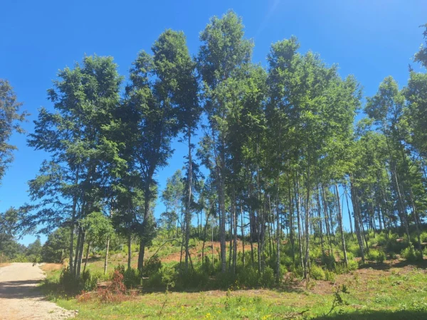 a solo 15 min de villarrica $38.000.000 crédito directo