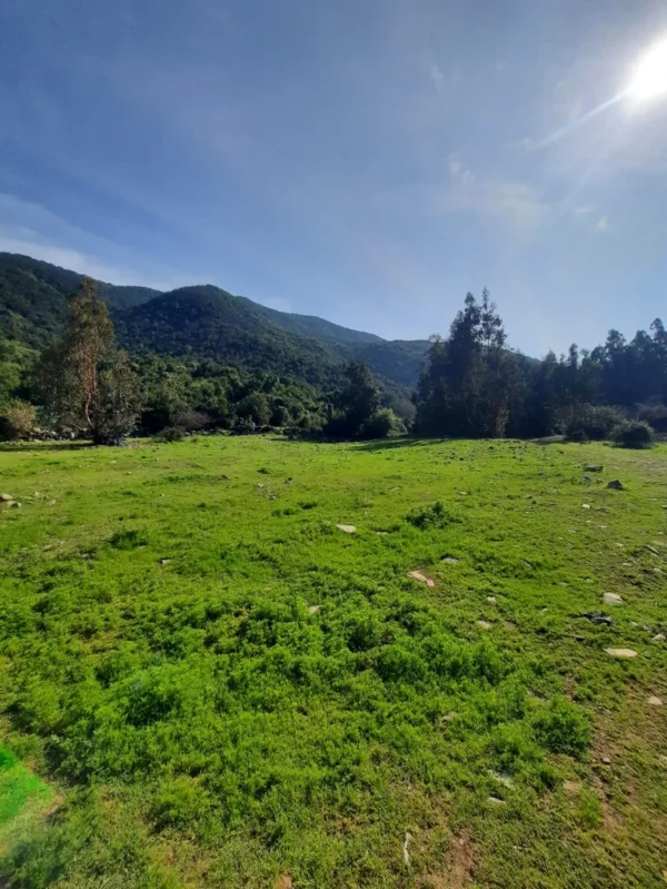 los molinos puerto octay (copia)