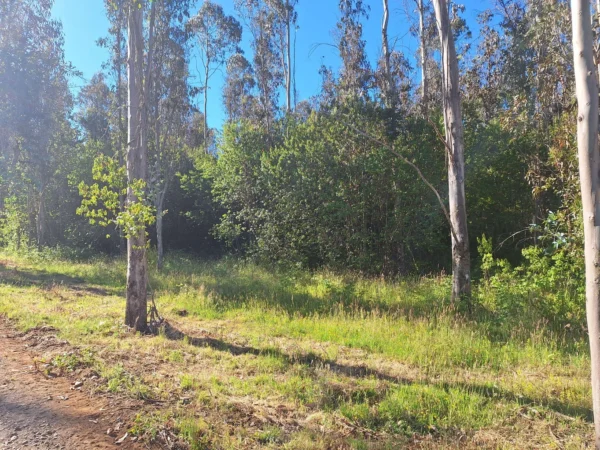 fundo ancahual villarrica loncoche