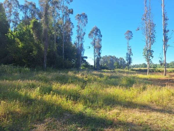 fundo ancahual villarrica loncoche