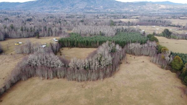 raíces de relún a 15 km de villarrica
