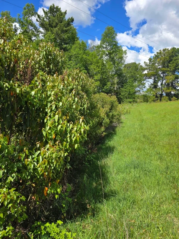 campo san nicolás Últimas parcelas disponibles