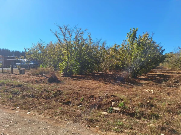 parcela en condominio los avellanos a 15 min de villarrica vendida