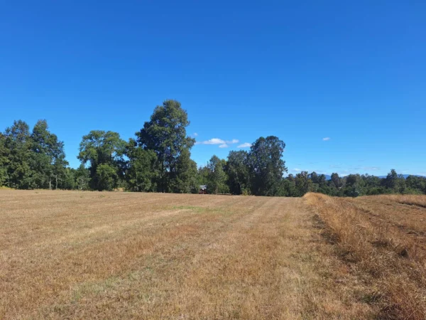 séptima faja hermosas parcelas a 20 min de villarrica desde $28.000.000