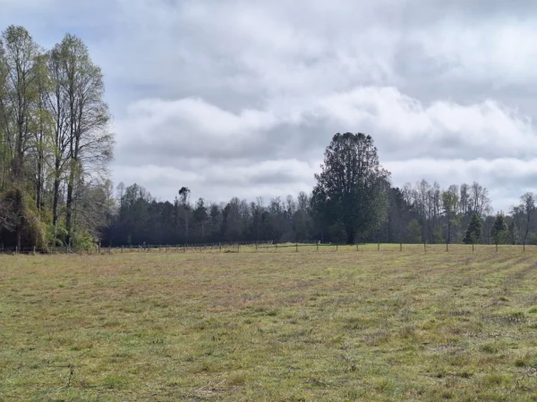 a 20 min de villarrica parcelas con luz, agua y cercadas