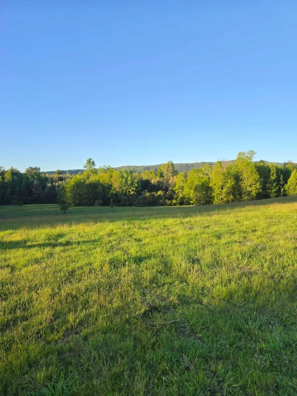 raíces de relún a 15 km de villarrica