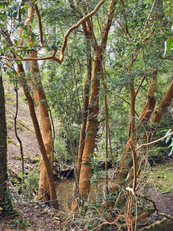 rinconada a solo 15 min de villarrica