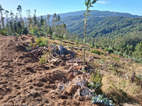 parcela de 1,9 hectáreas loncoche $39.990.000