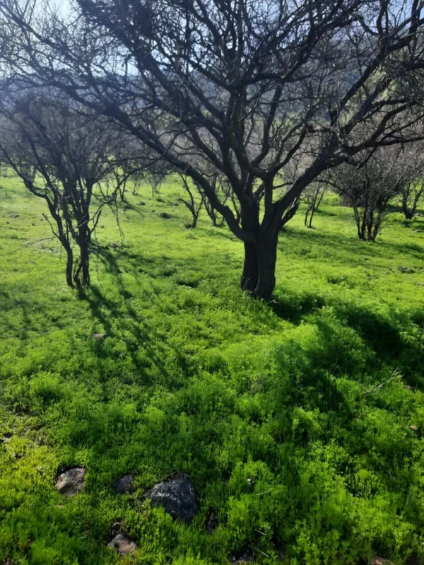 los molinos puerto octay (copia)