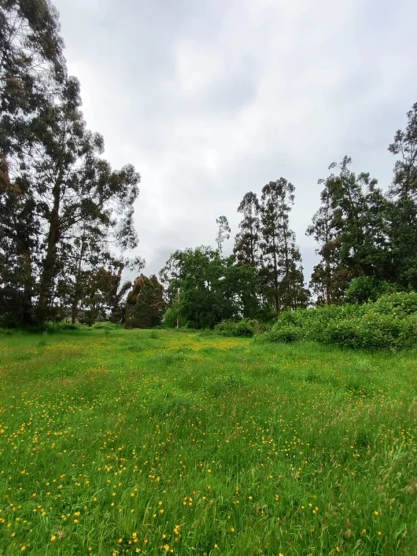 aires de paillaco $23.990.000