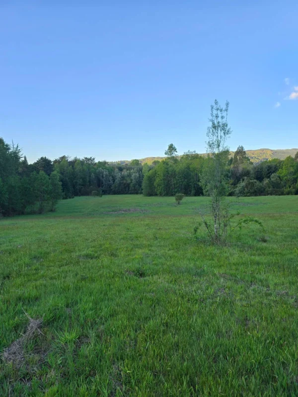 raíces de relún a 15 km de villarrica