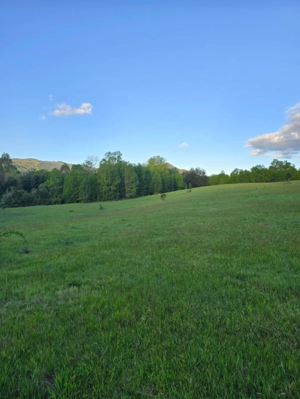 raíces de relún a 15 km de villarrica