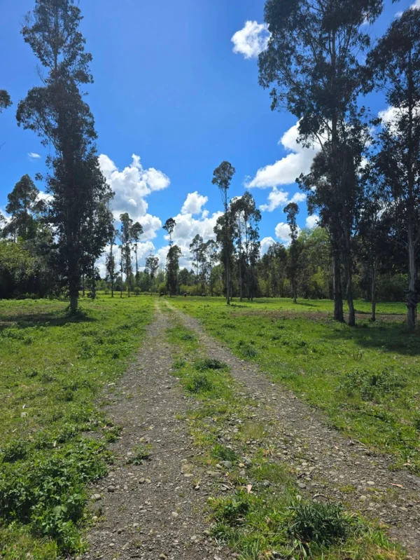 fundo ancahual villarrica loncoche