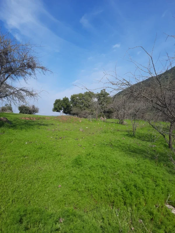 los molinos puerto octay (copia)