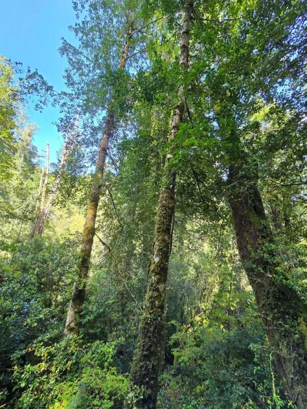 a 20 min de licanray parcelas de 1 hectárea con estero