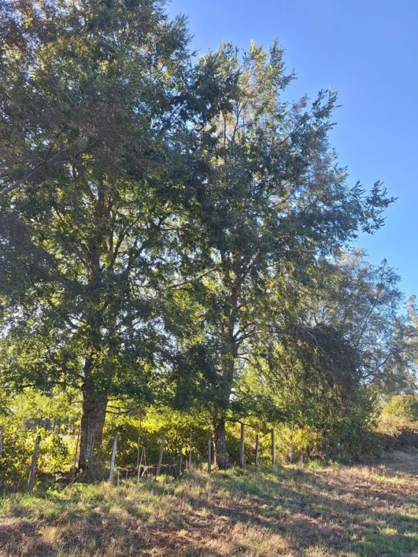 rinconada a solo 15 min de villarrica