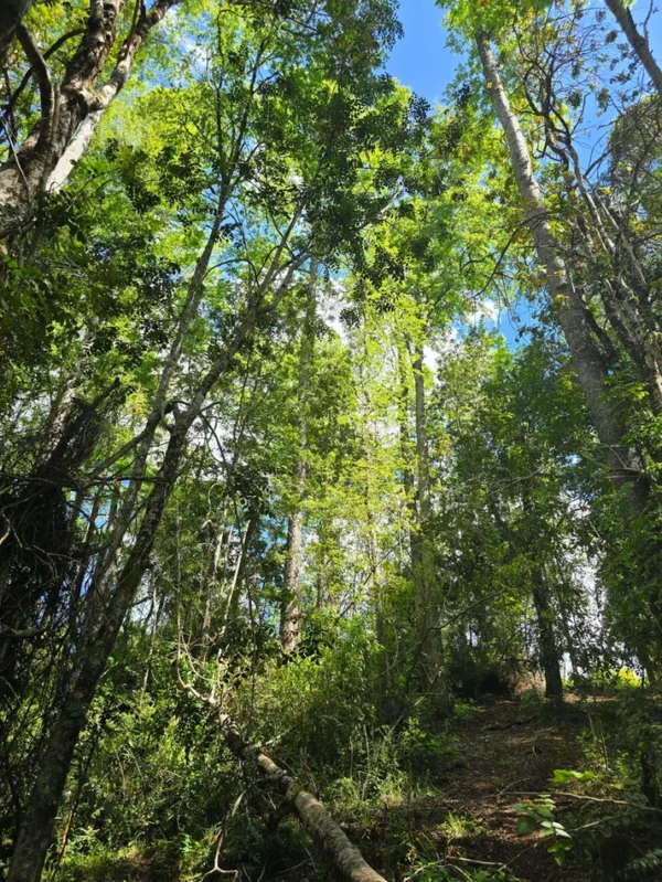 campo san nicolás Últimas parcelas disponibles
