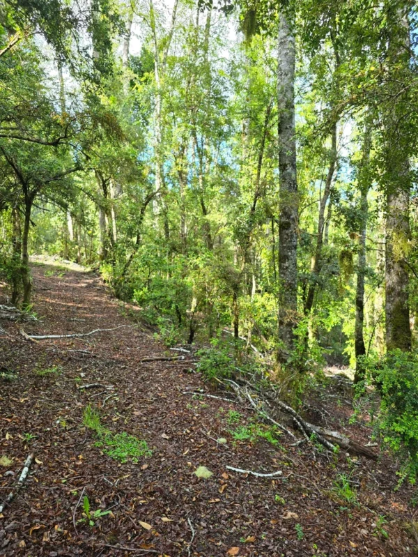 a 20 min de licanray parcelas de 1 hectárea con estero