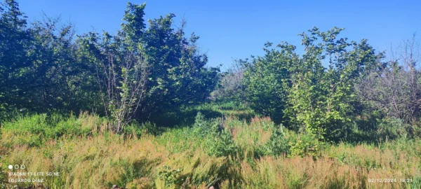 parcela en condominio los avellanos a 15 min de villarrica vendida