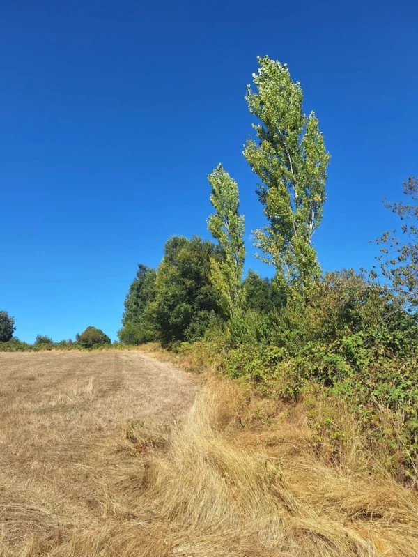 séptima faja hermosas parcelas a 20 min de villarrica desde $28.000.000