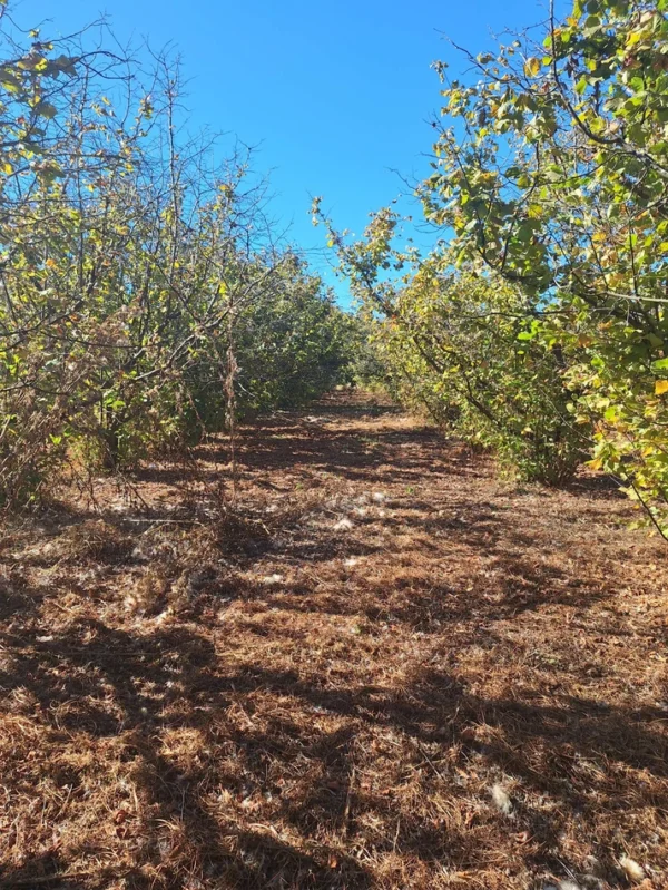 parcela en condominio los avellanos a 15 min de villarrica vendida