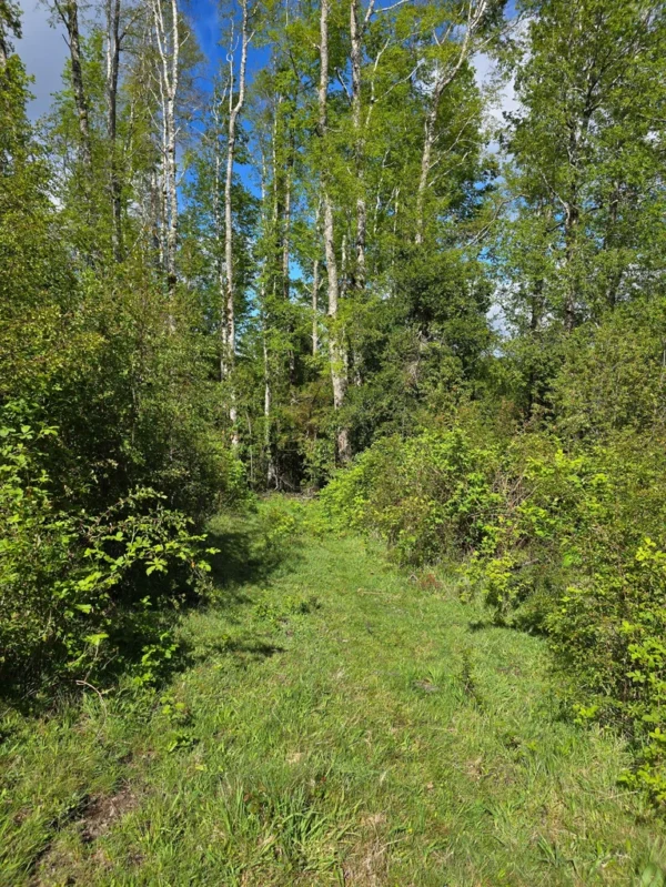 a 20 min de licanray parcelas de 1 hectárea con estero