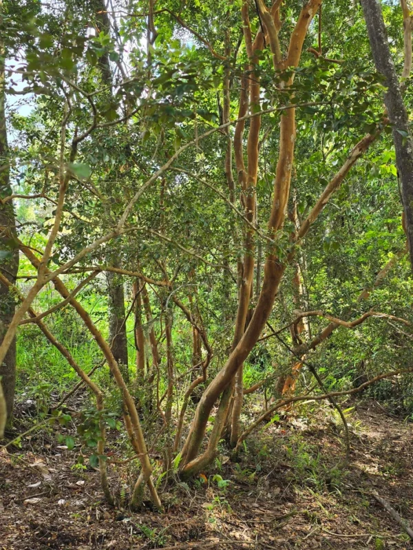 campo san nicolás Últimas parcelas disponibles