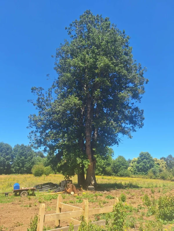 a solo 15 min de villarrica $38.000.000 crédito directo