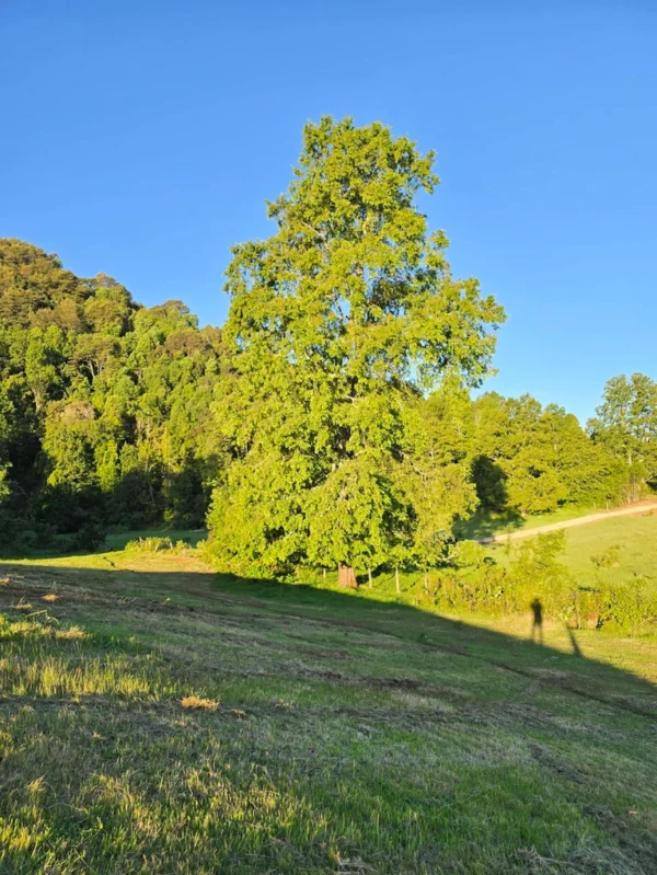 la comarca a solo 10 km de villarrica desde $39.990.000
