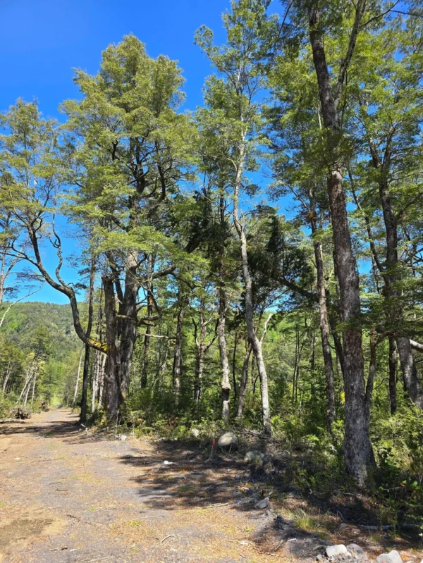 parcelas a minutos del lago calafquén $30.000.000