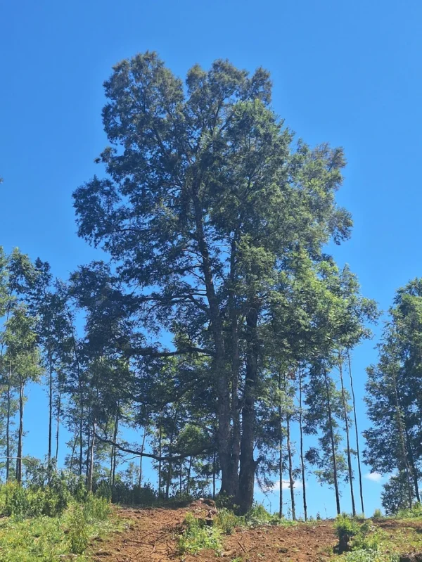 a solo 15 min de villarrica $38.000.000 crédito directo