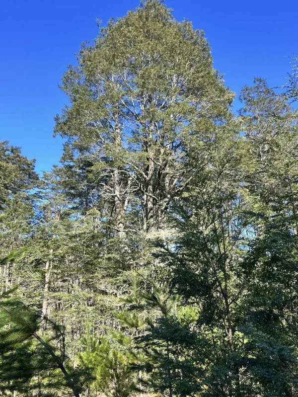 parcelas a minutos del lago calafquén $30.000.000