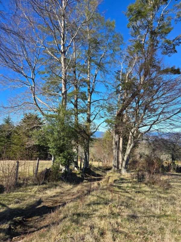 parcelas pino huacho lican ray