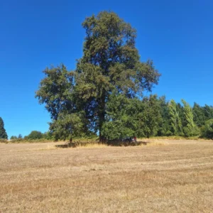 séptima faja hermosas parcelas a 20 min de villarrica desde $28.000.000