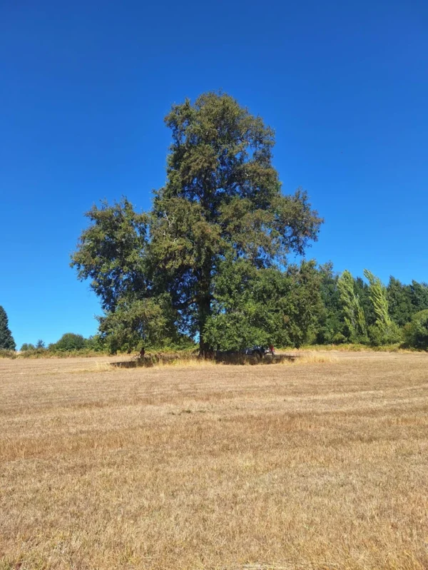 séptima faja hermosas parcelas a 20 min de villarrica desde $28.000.000