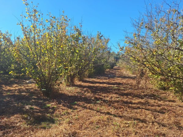 parcela en condominio los avellanos a 15 min de villarrica vendida
