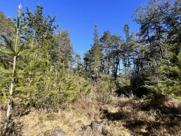 parcelas a minutos del lago calafquén $30.000.000