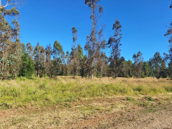 fundo ancahual villarrica loncoche