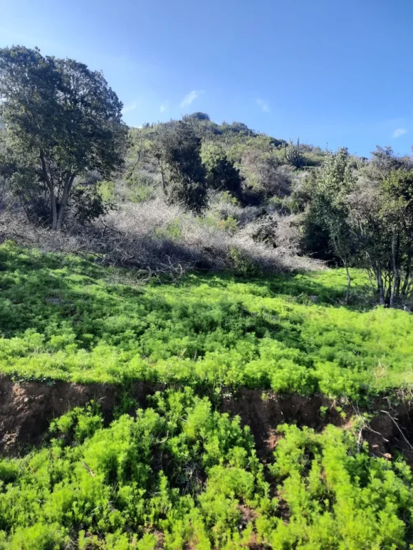 los molinos puerto octay (copia)