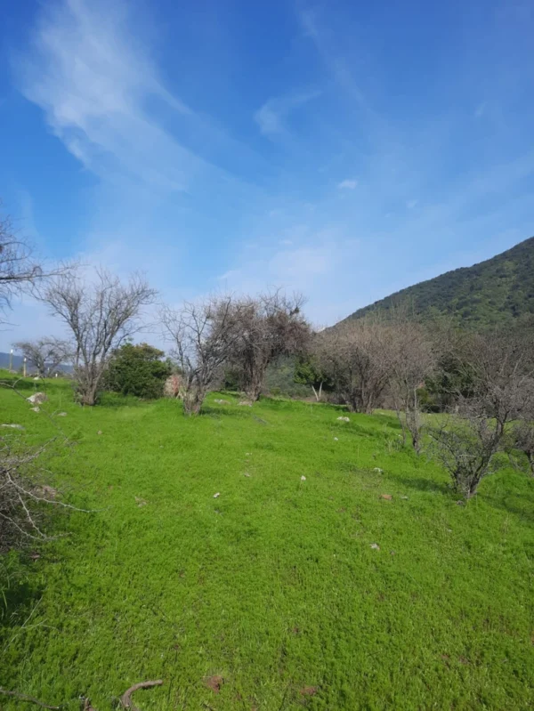 los molinos puerto octay (copia)