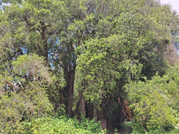 fundo santa clara $24.990.000 Últimas parcelas