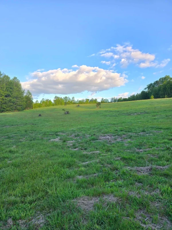 raíces de relún a 15 km de villarrica